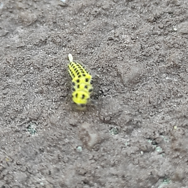Psyllobora vigintiduopunctata - huszonkétpettyes katica