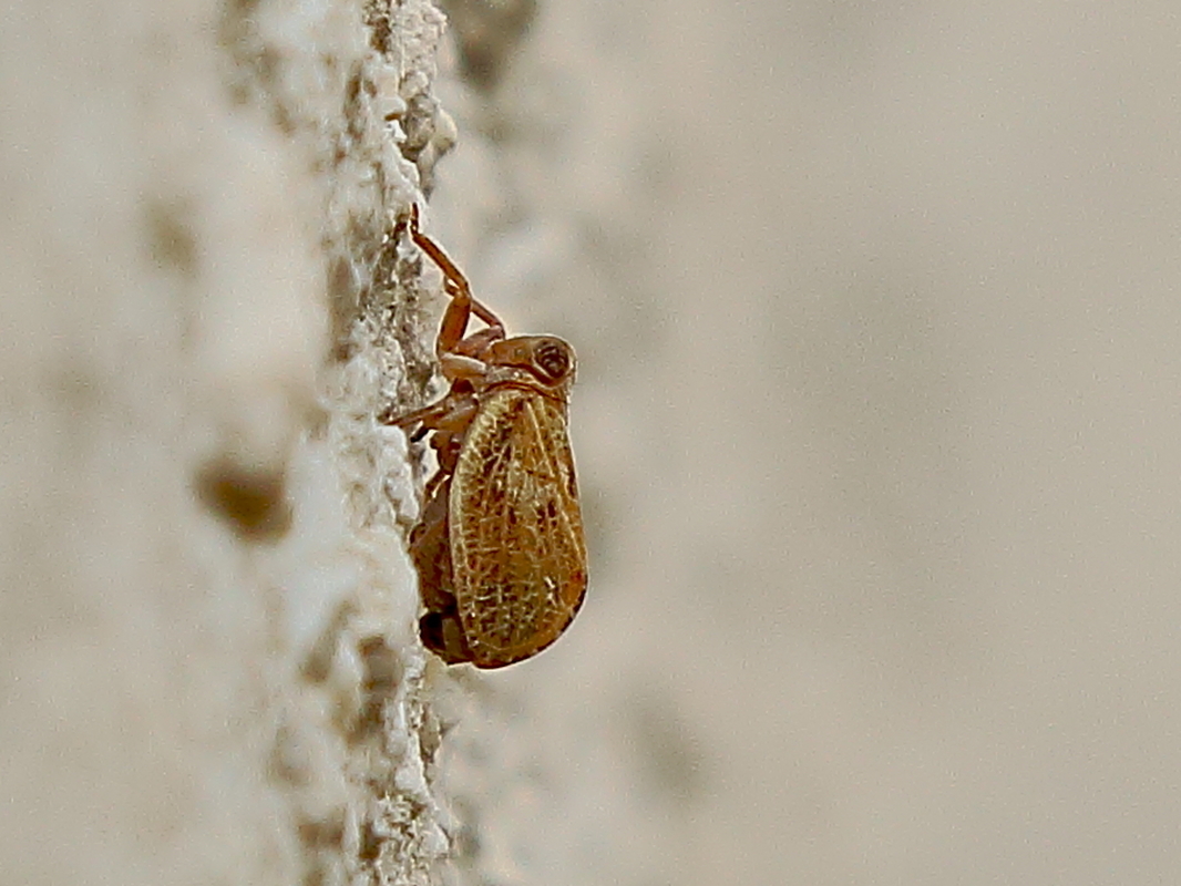 Agalmatium