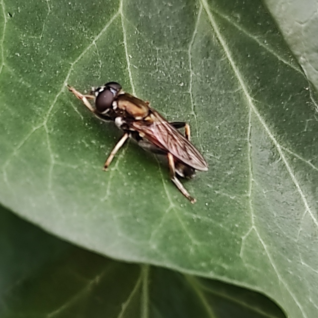 Xylota