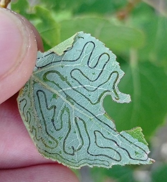 Phyllocnistis labyrinthella - kígyóaknás rezgőnyármoly