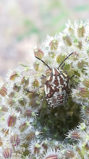 Carpocoris