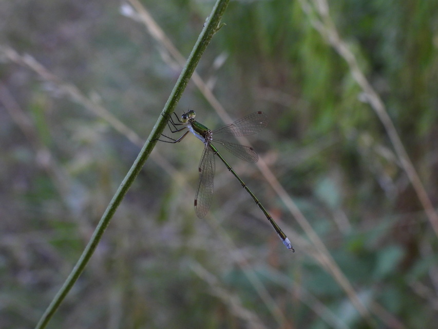 Lestes virens vestalis - kis rablószitakötő
