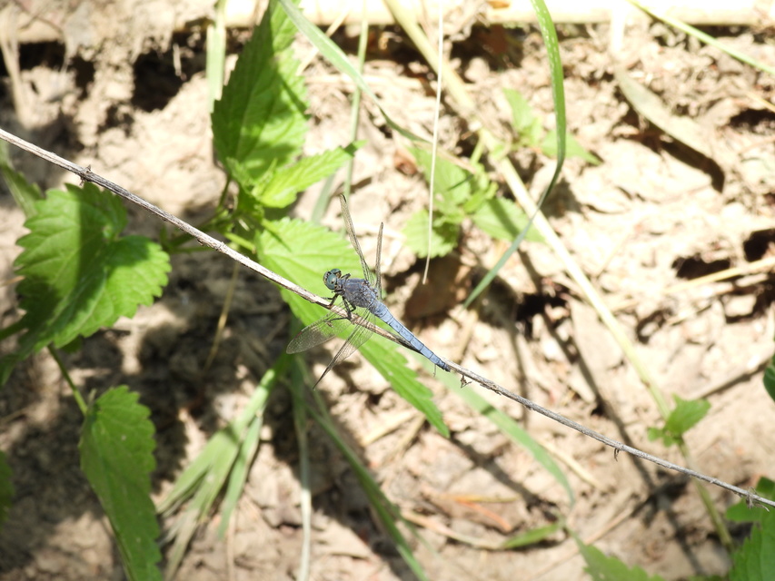 Orthetrum coerulescens - karcsú pásztorszitakötő