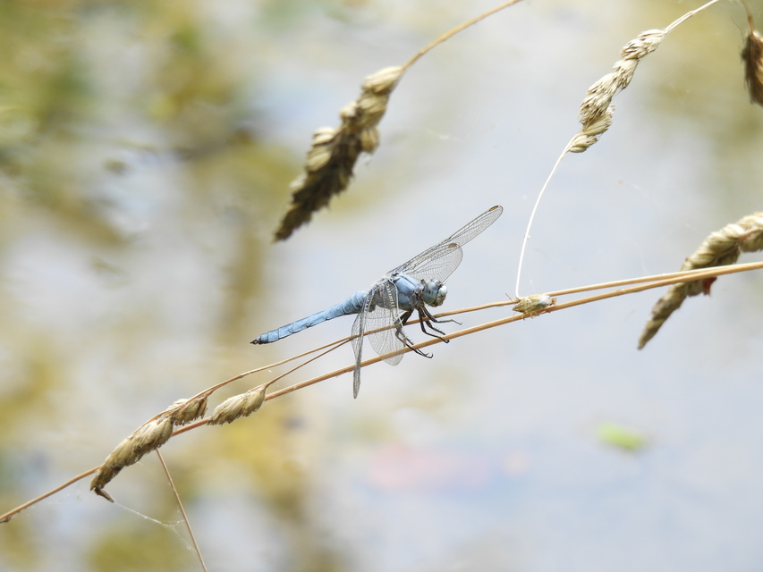 Orthetrum brunneum - pataki pásztorszitakötő