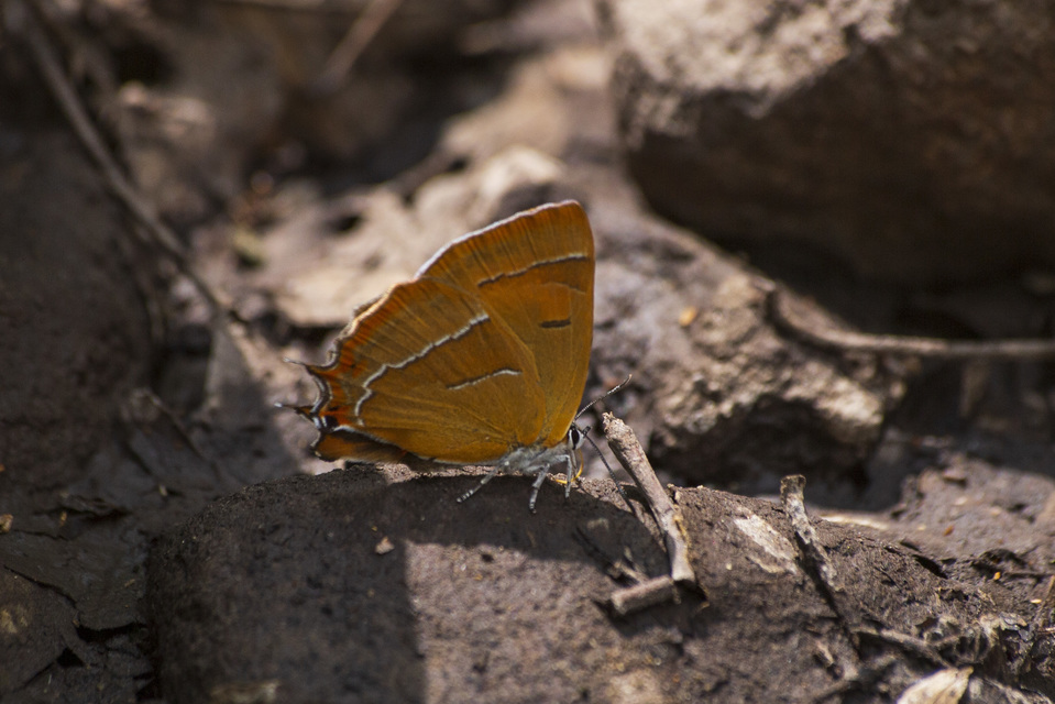 Thecla betulae - nyírfalepke
