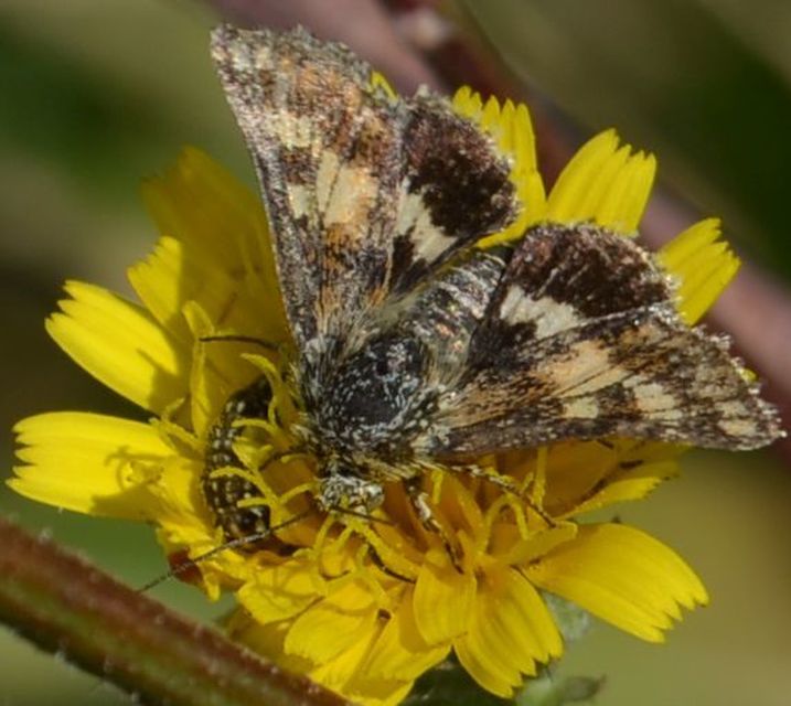 Schinia cardui - keserűgyökér-nappalibagoly