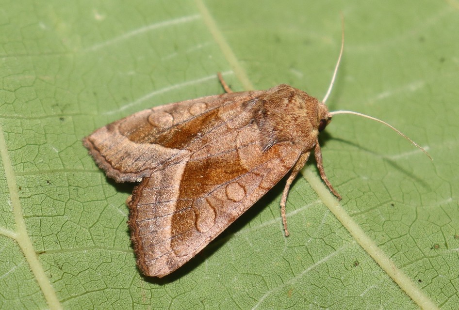 Hydraecia micacea - csillogó acsalapubagoly