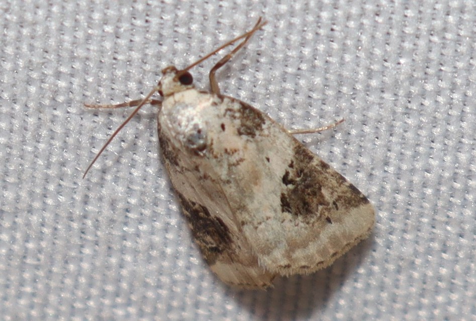 Pseudeustrotia candidula - fehéres apróbagoly