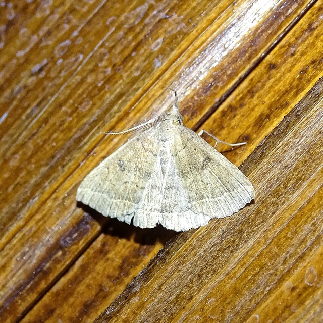 Pechipogo plumigeralis - tollascsápú karcsúbagoly