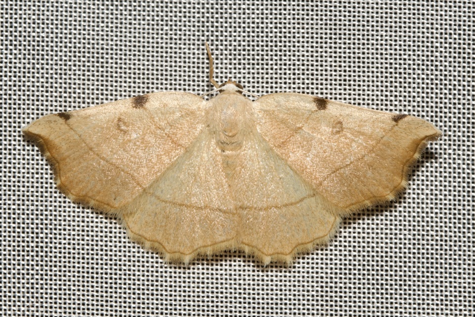 Eilicrinia trinotata - háromjegyű araszoló