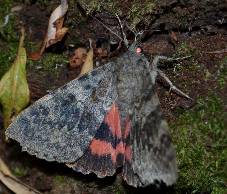 Catocala elocata - közönséges övesbagoly