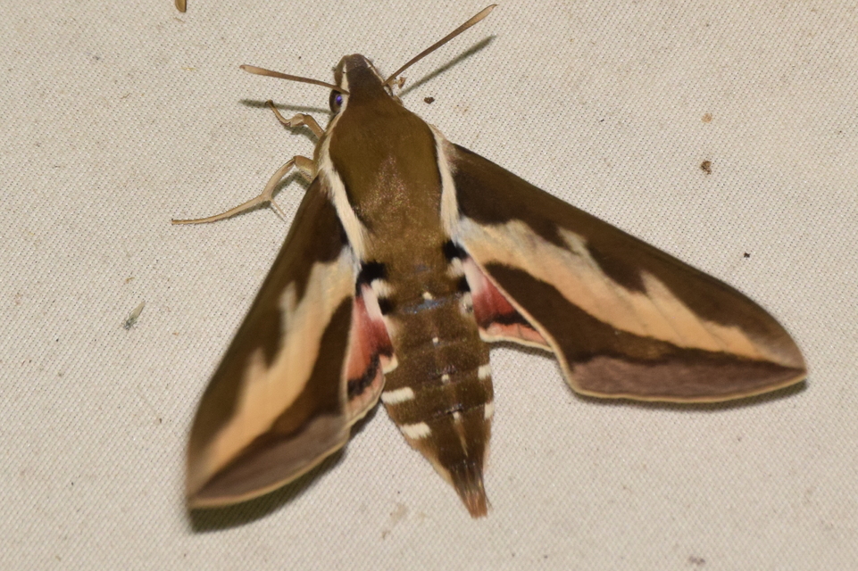 Hyles gallii - galajszender