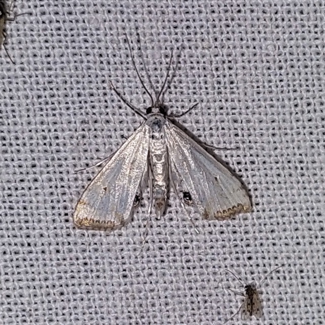 Cataclysta lemnata - békalencsemoly