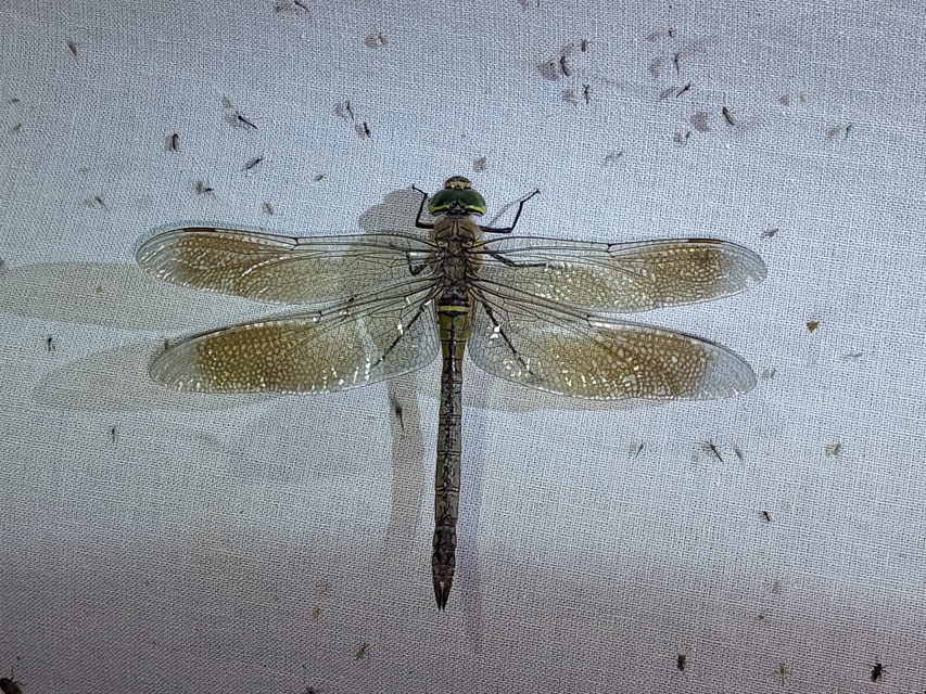 Anax parthenope - barna óriásacsa