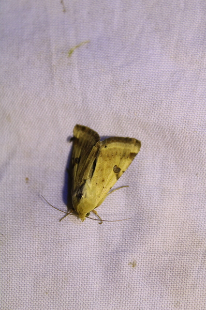 Heliothis peltigera - nagy veteménybagoly