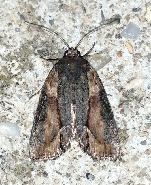 Bryophila raptricula/felina