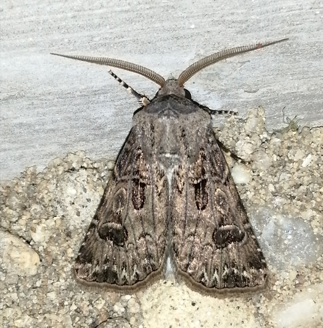 Agrotis bigramma - kétjegyű földibagoly