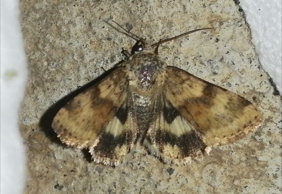 Heliothis viriplaca - mácsonyabagoly