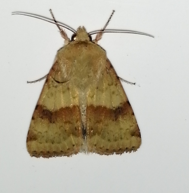 Heliothis viriplaca - mácsonyabagoly