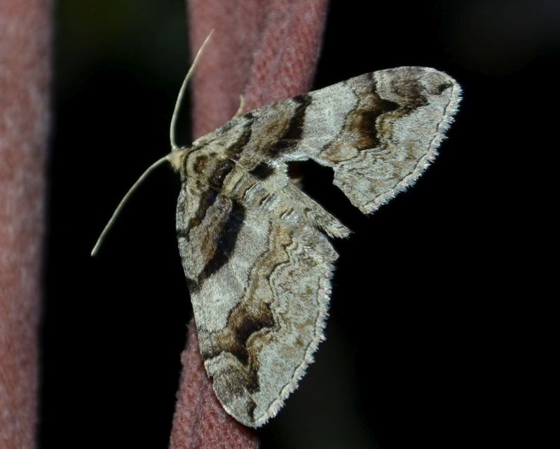 Pareulype berberata - sóskafa-tarkaaraszoló
