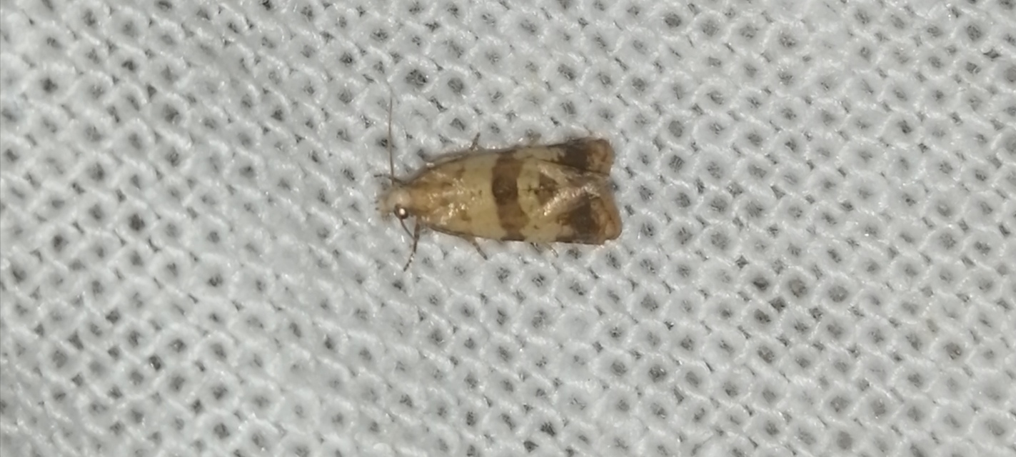 Phalonidia contractana - pipitér-fúrómoly
