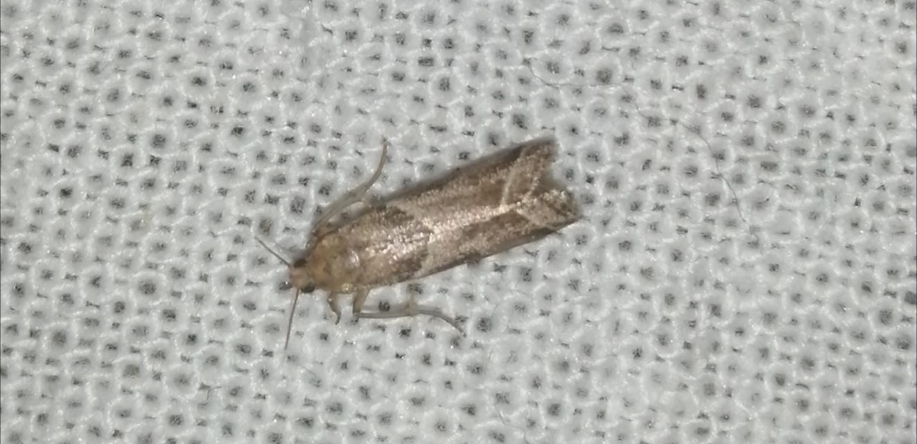 Nyctegretis lineana - agátszínű karcsúmoly
