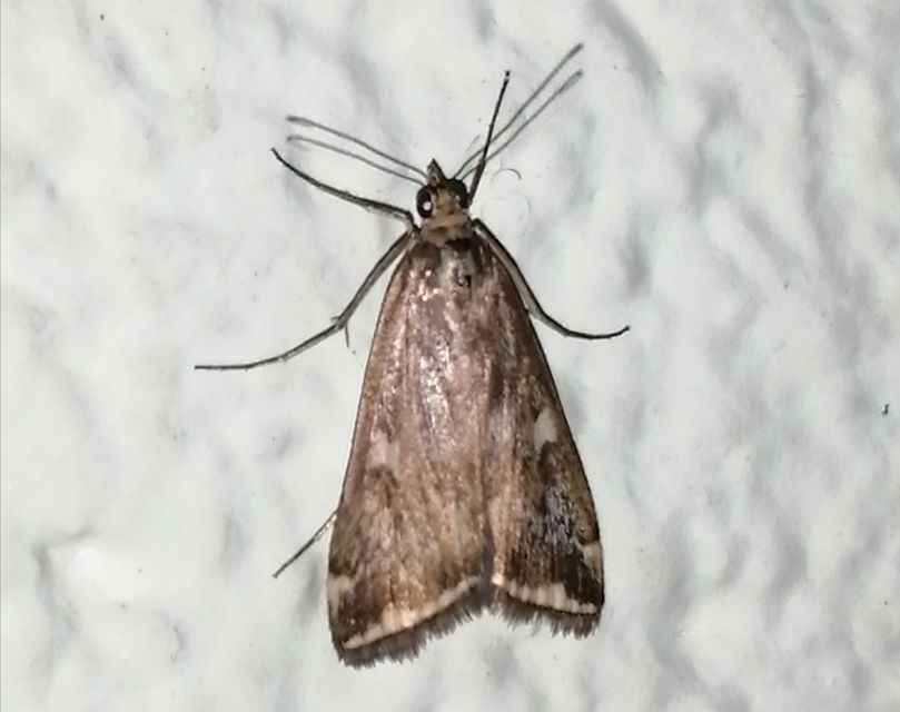 Loxostege sticticalis - muszkamoly