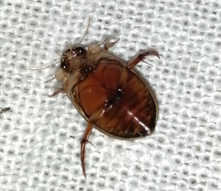 Hydaticus grammicus - déli mocsáricsíkbogár