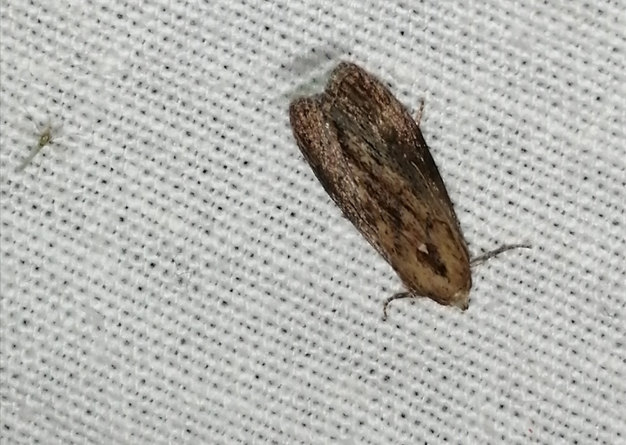 Galleria mellonella - nagy viaszmoly