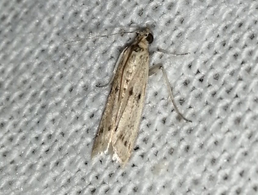 Homoeosoma nebulella - napraforgómoly