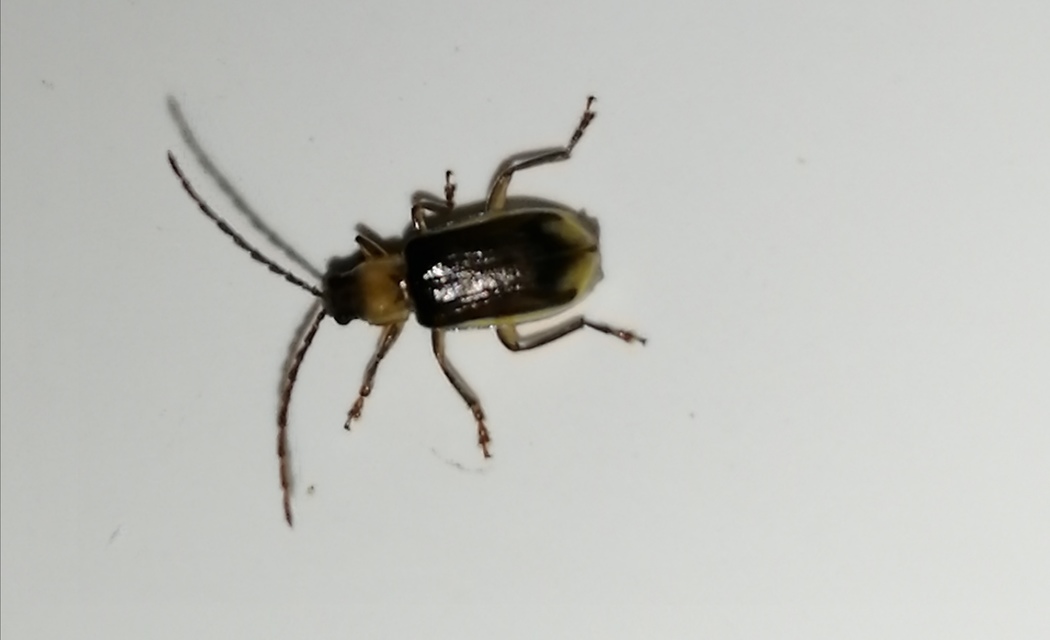 Diabrotica virgifera - amerikai kukoricabogár