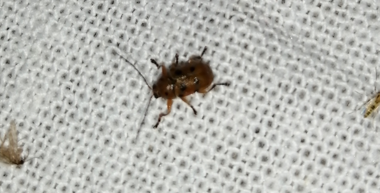 Cryptocephalus octomaculatus - nyolcfoltos zömökbogár