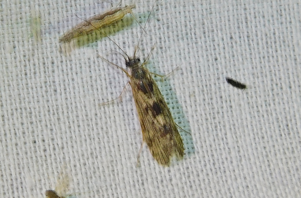 Hydropsyche