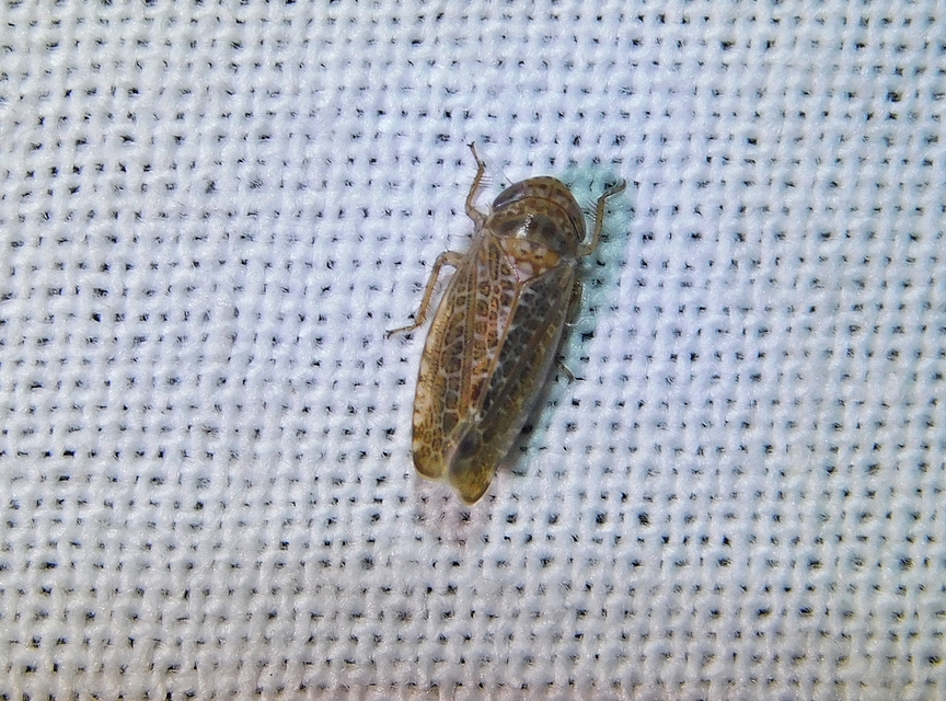 Allygidius