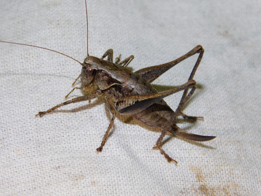 Pholidoptera griseoaptera - szürke avarszöcske