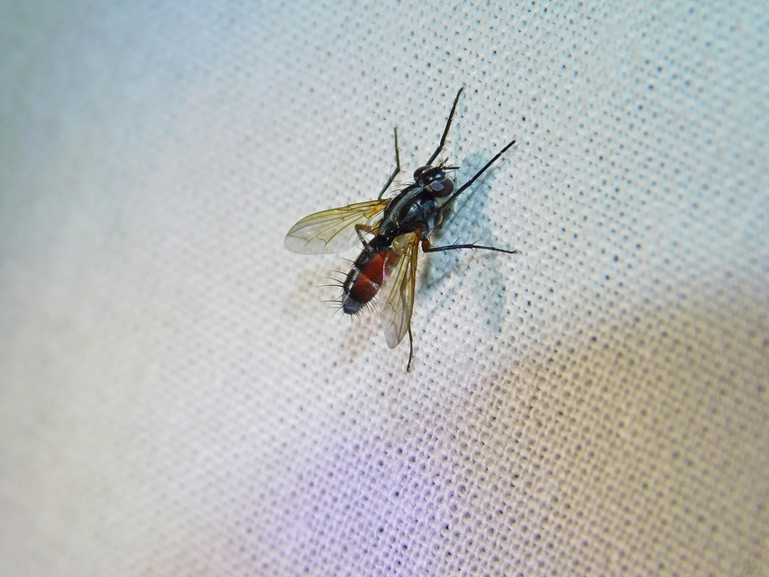 Mintho rufiventris
