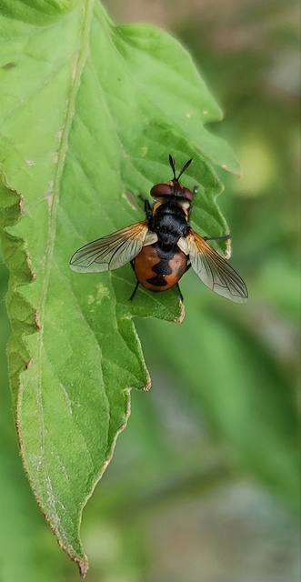 Gymnosoma