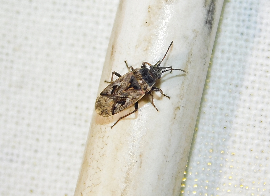 Sphragisticus nebulosus - foltos bodobács