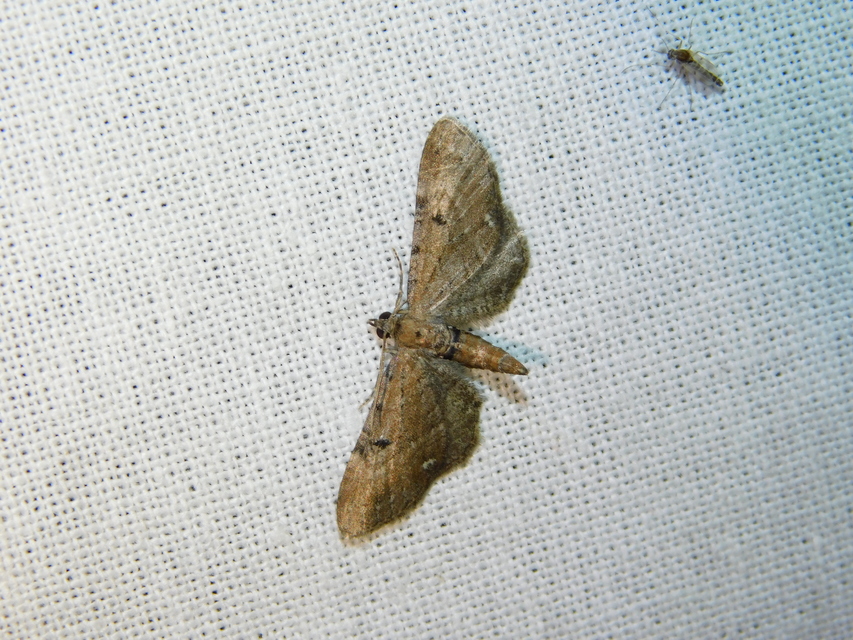 Eupithecia absinthiata - üröm-törpearaszoló