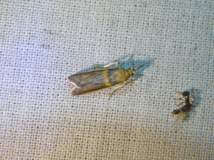 Etiella zinckenella - akácmoly