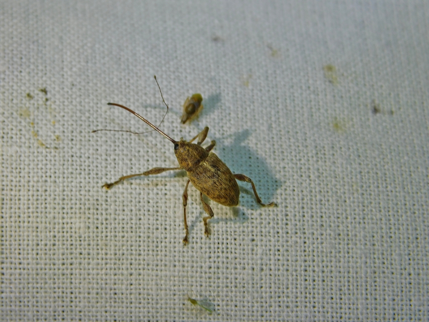 Curculio elephas - gesztenyezsuzsóka