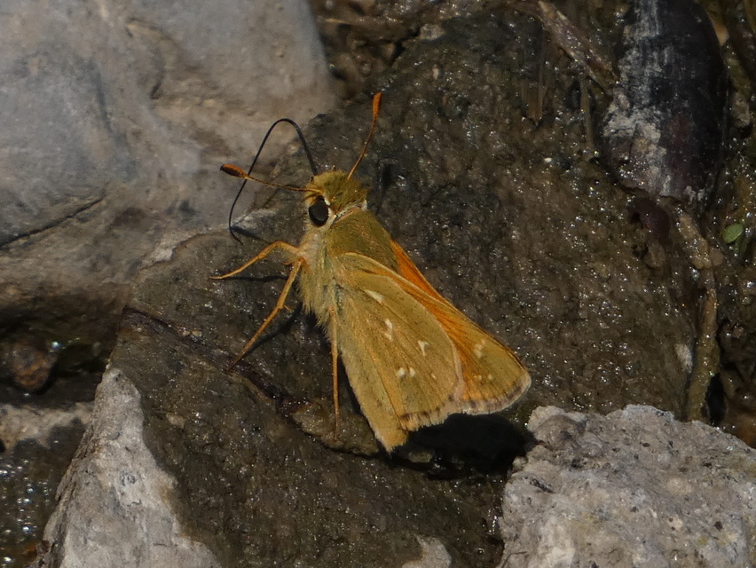 Hesperia comma - vesszős busalepke