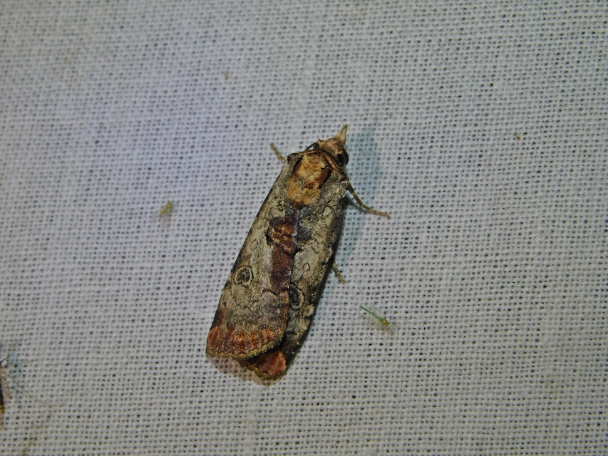 Epilecta linogrisea - karcsú sárgafűbagoly