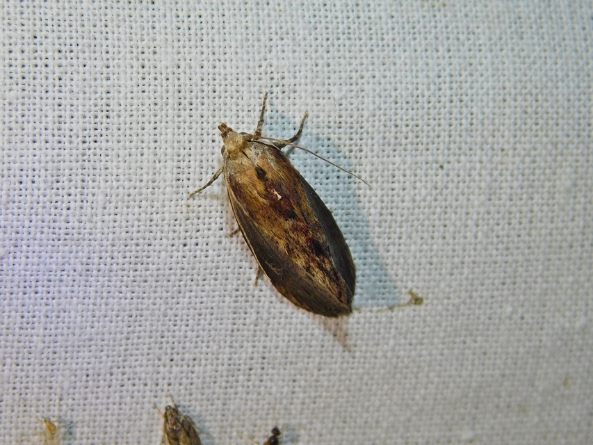 Galleria mellonella - nagy viaszmoly