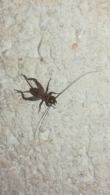 Eumodicogryllus bordigalensis - bordói tücsök