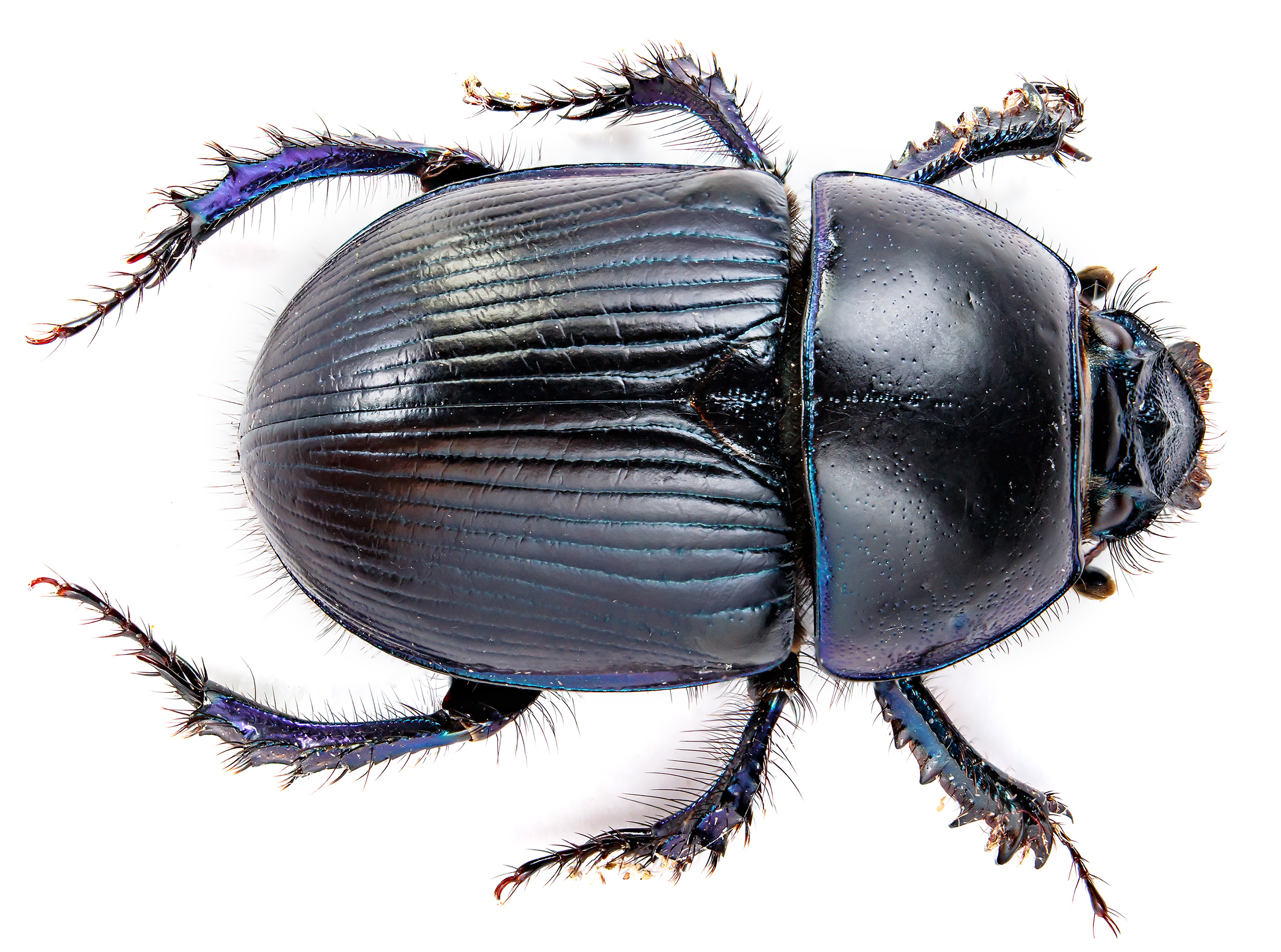 Geotrupes spiniger - közönséges álganéjtúró
