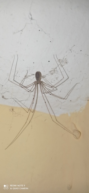Pholcus phalangioides - nagy álkaszáspók Pholcus phalangioides - nagy álkaszáspók