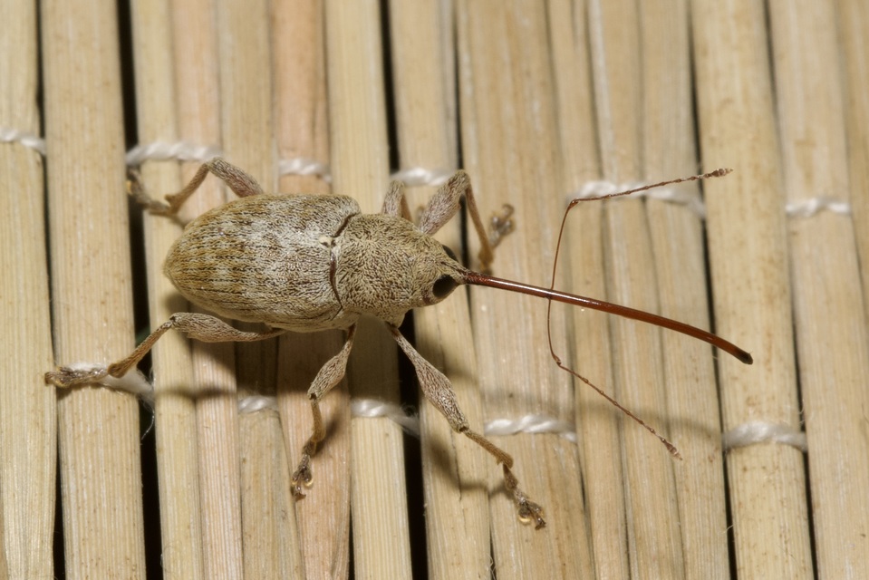 Curculio elephas - gesztenyezsuzsóka