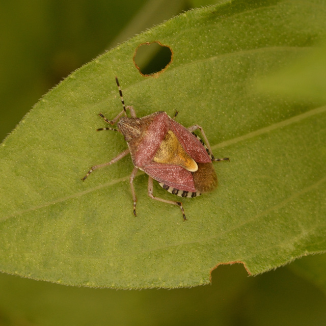 Dolycoris baccarum - közönséges bogyómászó-poloska