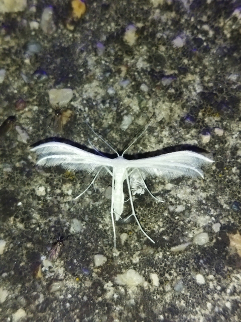 Pterophorus pentadactyla - fehér tollasmoly